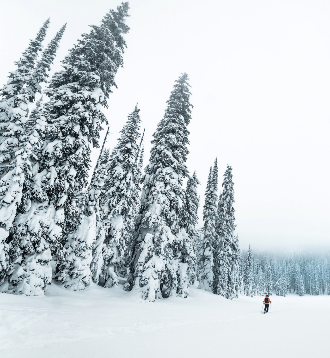 Champagne Powder