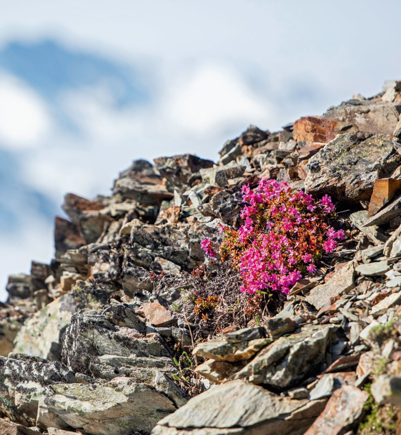 Olympic Wilderness