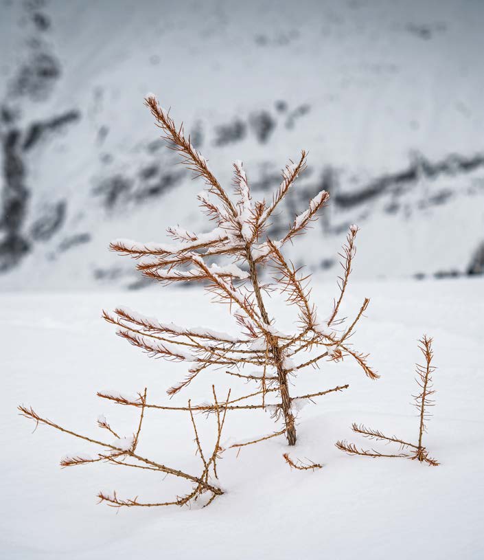 Kahles Lärchenbäumchen ragt aus dem Schnee, Nahaufnahme