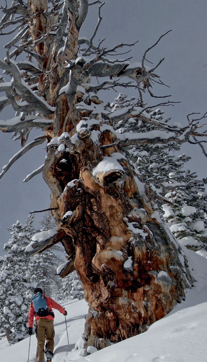 The Roots of Backcountry Skiing’s DNA