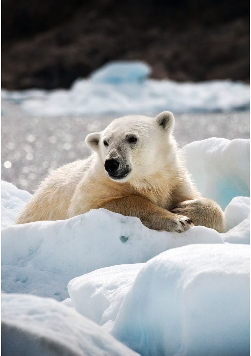 Ice, Ice, Baby!